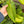 Philodendron Red Emerald
