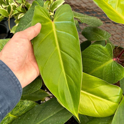 Philodendron Red emerald 6"