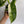 Philodendron Jose Bueno Rare House Plant