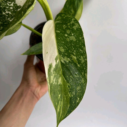Philodendron Jose Bueno Rare House Plant 6"