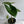 Alocasia Zebrina Reticulata