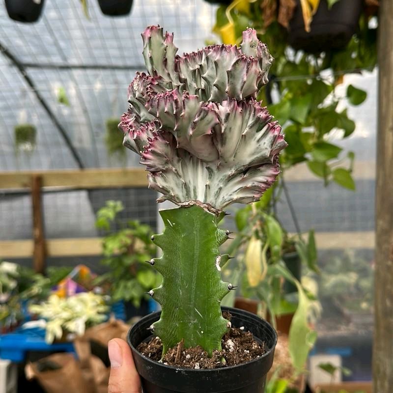 Mermaid Tail Cactus  Euphorbia