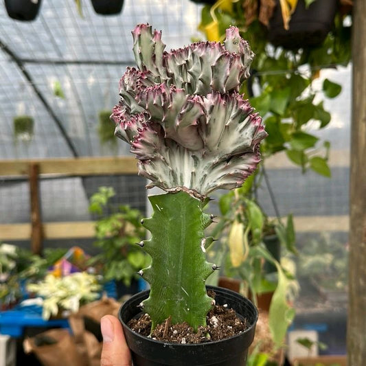 Mermaid Tail Cactus  Euphorbia
