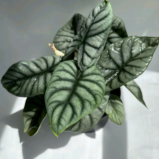 Alocasia Silver Dragon 6"