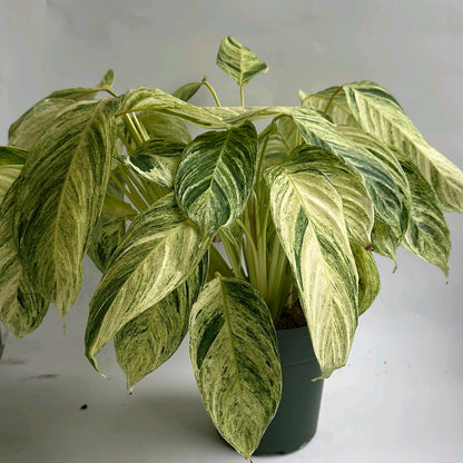 Stromanthe Sp Charlie 6"