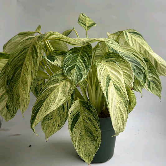 Stromanthe Sp Charlie 6"