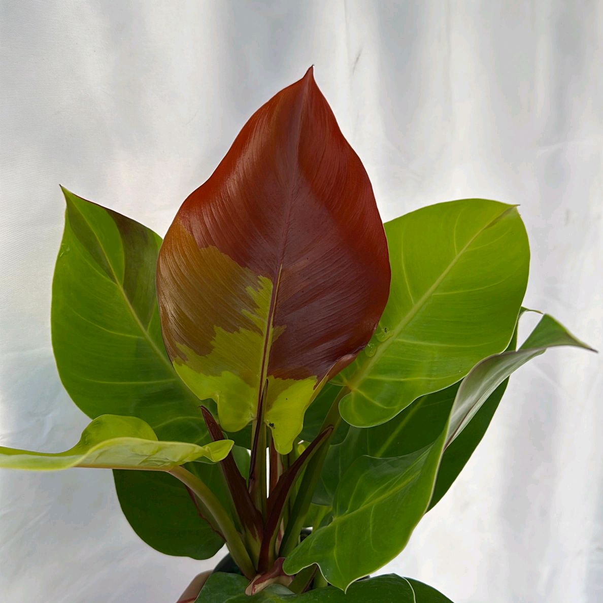 Variegated Philodendron Red