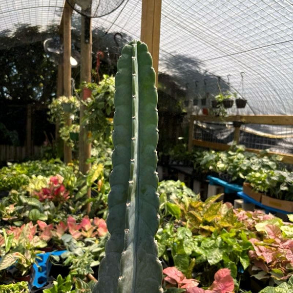 Cuddly Cactus