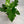 Philodendron Lickety Split