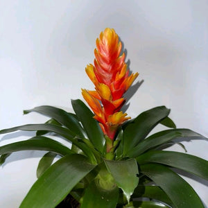 Vriesea Bromeliad Orange Flower