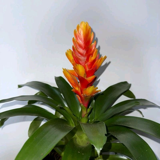 Vriesea Bromeliad orange flower