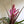 Tillandsia 'Antonio'