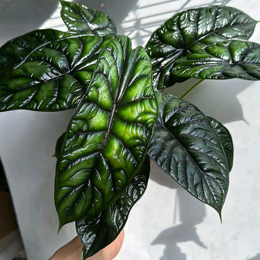 Alocasia Baginda Dragon Scale 6" Pot -