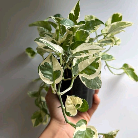 Pothos NJoy 4"