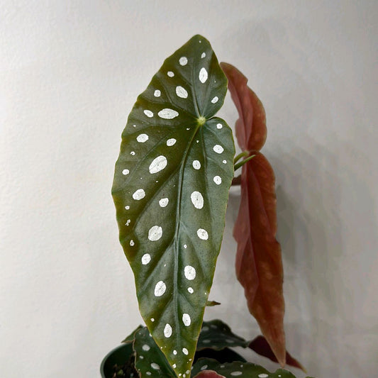 Begonia maculata 4"