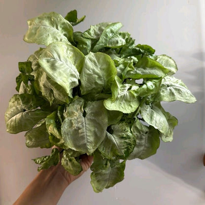 Syngonium moonshine 6"