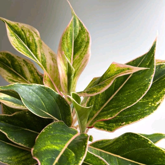 Aglaonema pink panama 6"