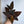 Jewel Orchid (Ludisia Discolor)