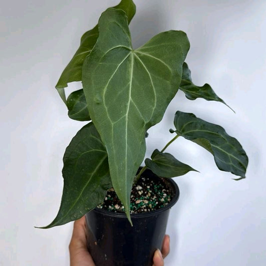 Anthurium King of Clarinervicum Hybrid Plant