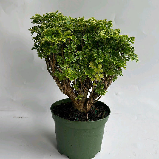 Aralia Ming Gold Tree Plant 6"