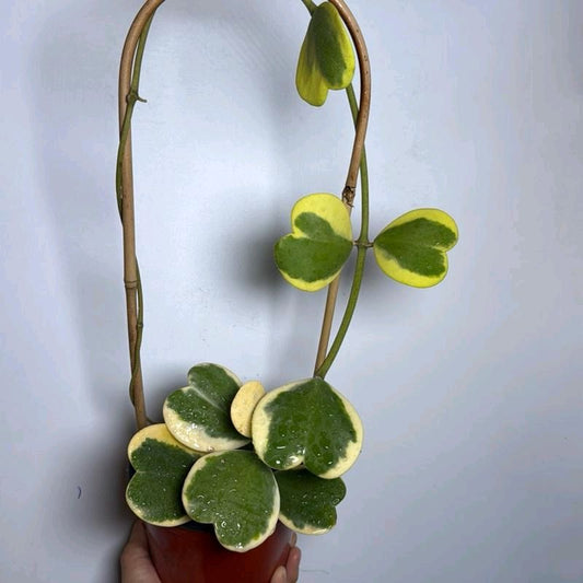 Variegated Hoya Kerrii outer variegation bamboo hoop  6"