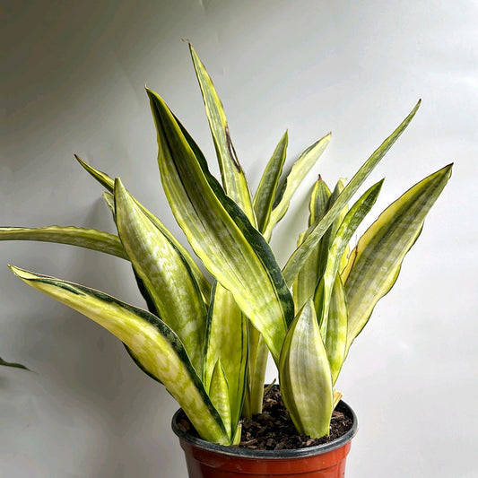 Sansevieria Lauren Golden 6"