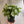 Syngonium Moonshine