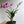 Pink Mini Orchids