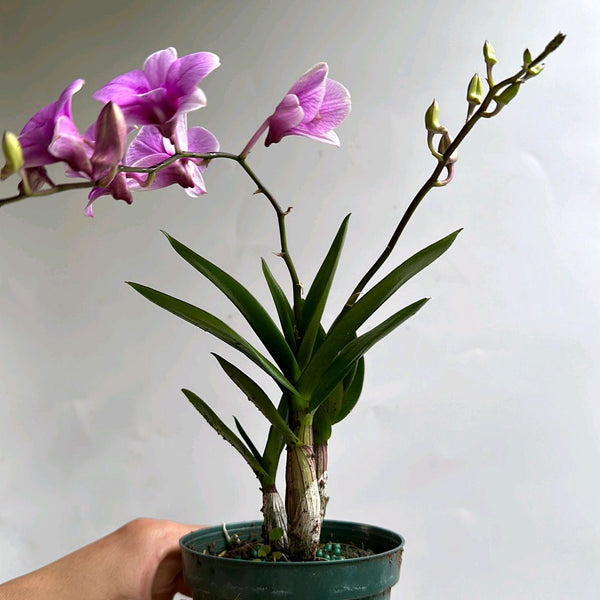 Pink Mini Orchids