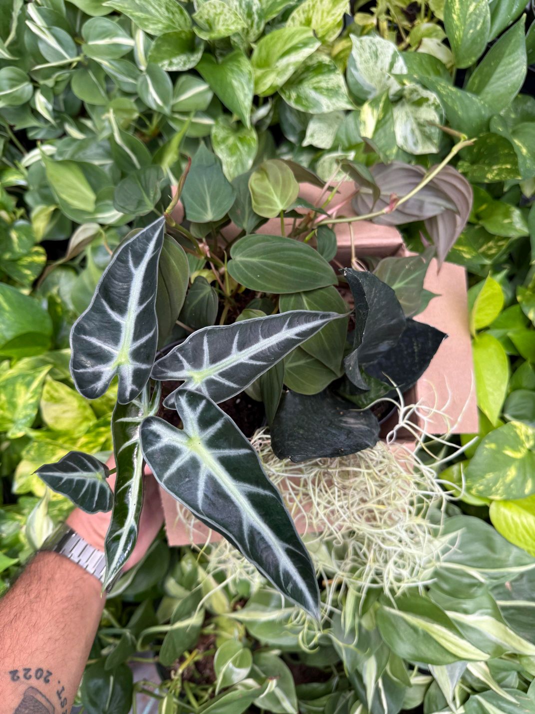 Spooky Plant Bundle Mystery Box - Three spooky Plants in 4-Inch Pots