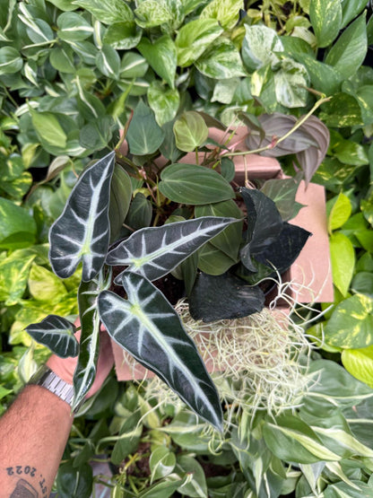 Spooky Plant Bundle Mystery Box - Three spooky Plants in 4-Inch Pots