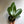 Rhaphidora Decursiva 'Dragon Tail'