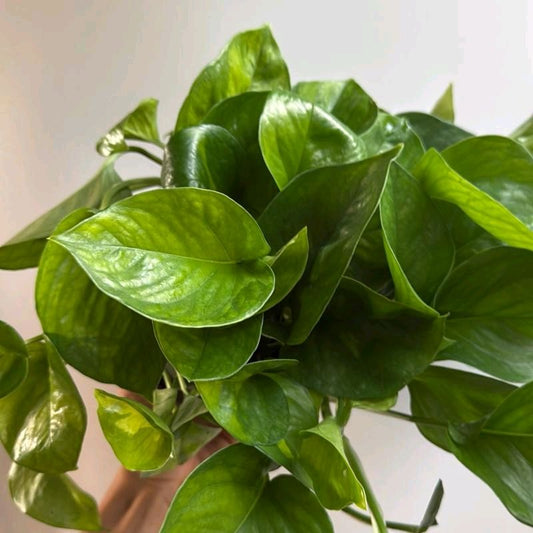 Pothos Global green 6" - Beautiful Decorative
