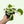 Pothos Mystery Bundle Box - 3 Pothos Plants