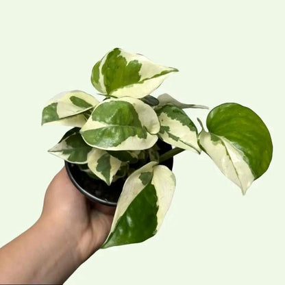 Pothos lovers Bundle box - 3 Pothos Plants in 4"