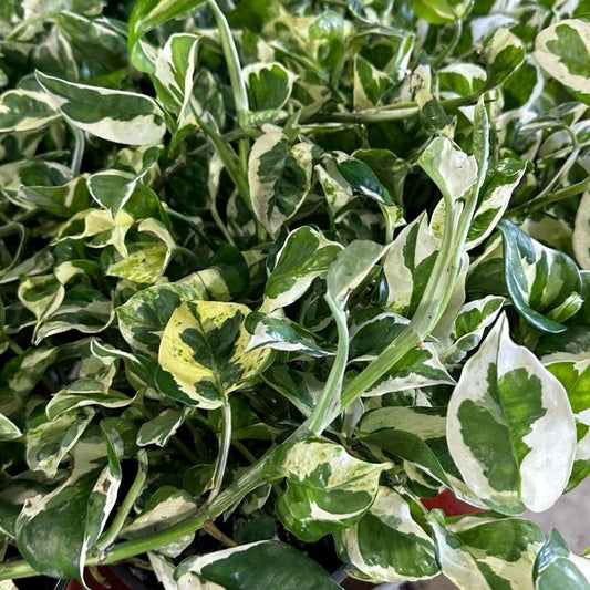 Pothos Pearls and Jade 6"
