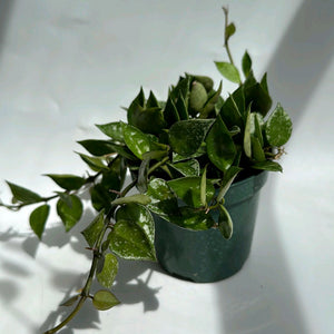 Hoya Krohniana 'Silver Splash'