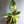 Variegated Philodendron Green Congo Nuclear
