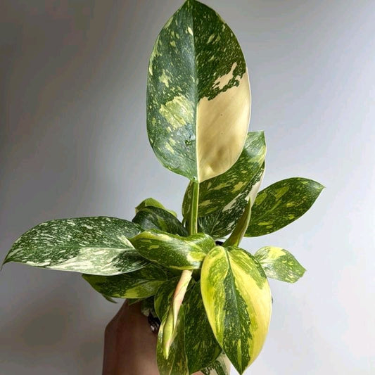 Rare Variegated philodendron Green Congo Nuclear 4"