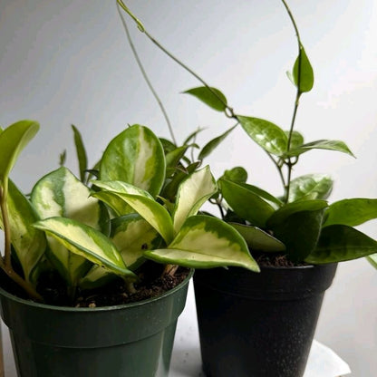 Hoya lovers Bundle Mystery Box - Three Hoya Plants in 4-Inch Pots