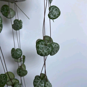 String of Hearts (Ceropegia)