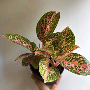 Aglaonema ‘Dazzling Pink Gem’