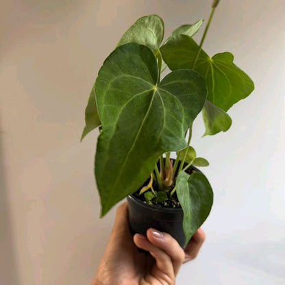 Anthurium King of Clarinervicum Hybrid Plant