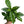 Coffee Plant Arabica