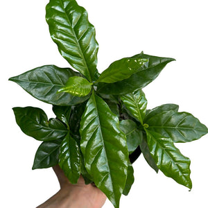 Coffee Plant Arabica