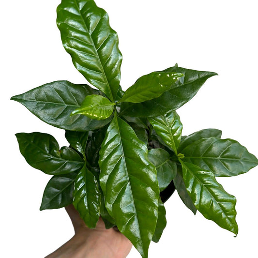 Coffee Plant Arabica 6"