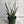 Sansevieria 'Bantel's Sensation'