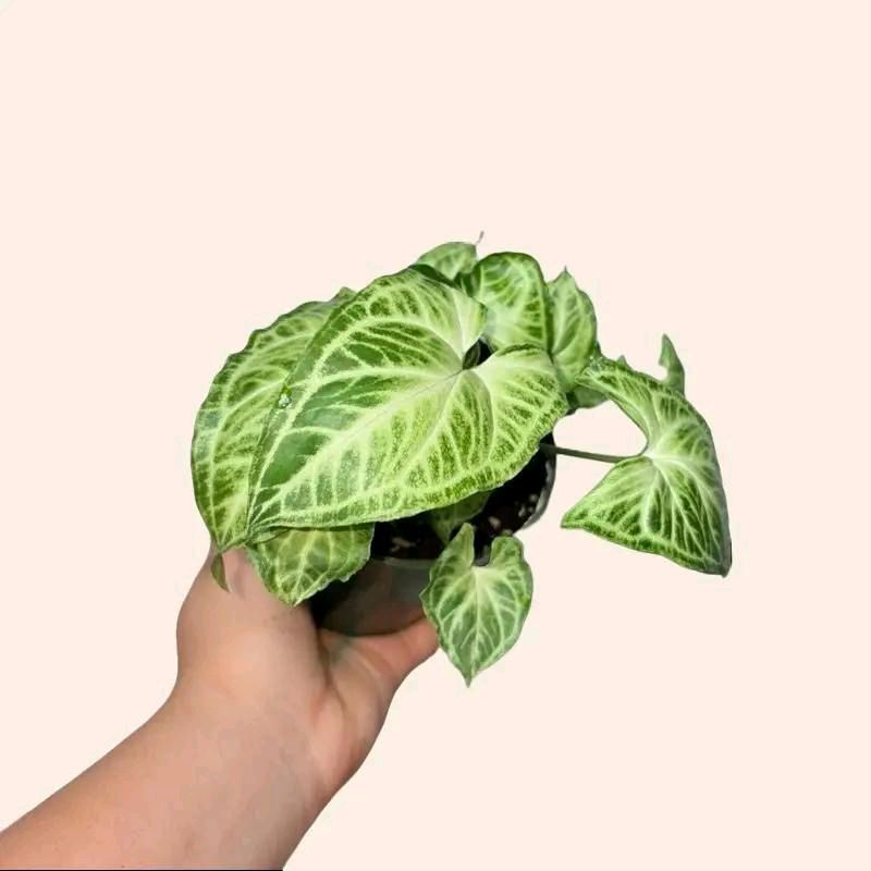 Syngonium Bundle Box - 3 Easy-to-Care-for Syngoniums in 4" Pots