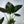 Alocasia Elephant Ear (Wentii)