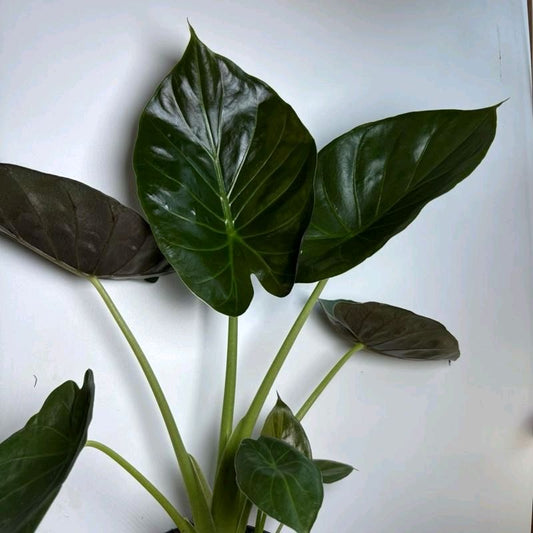 Alocasia Elephant Ear Wentii  6" pot Beginner Friendly Plant for New Plant Owners with Easy Care Requirements & User Friendly Design